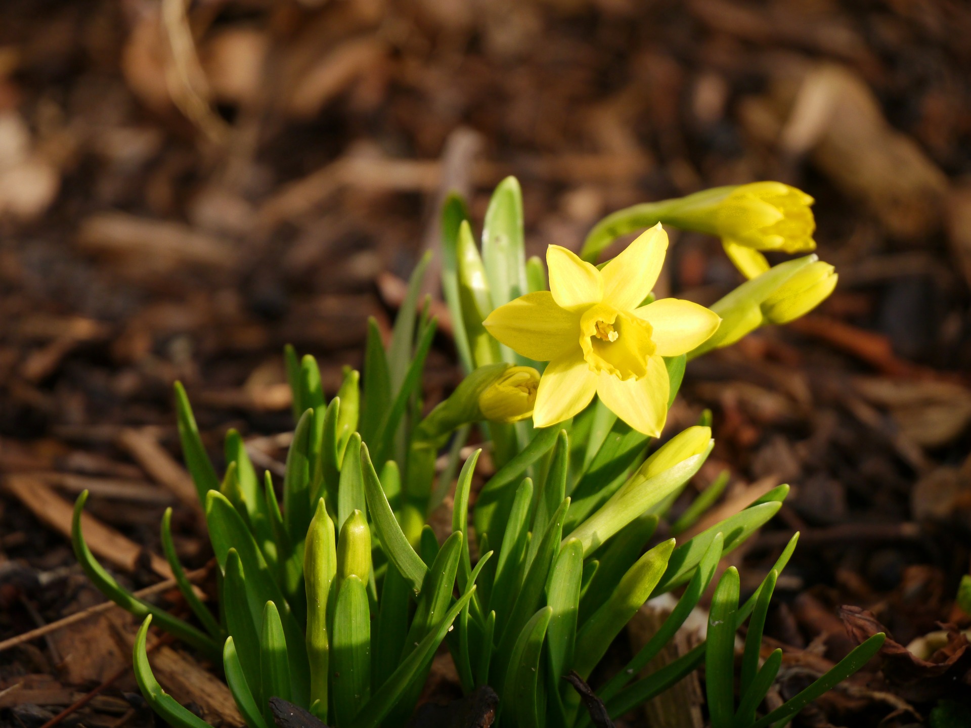 The Earliest-Blooming Spring Bulbs | Almanac.com